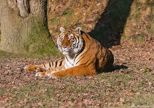 Zoo d Attilly 2017