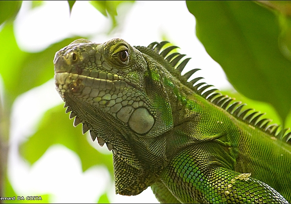 Menagerie Jardin des plantes