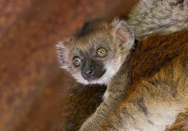 Parc des Felins 2017