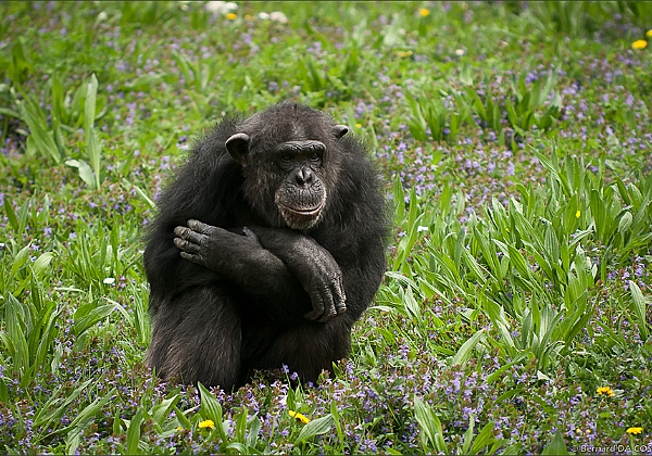 Zoo d Attilly 2011