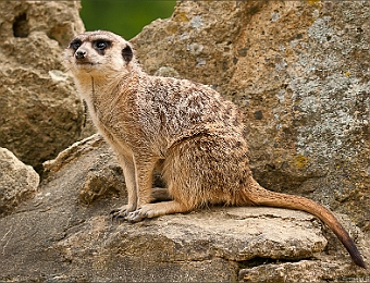 IMG_8678-MB-900-Suricate