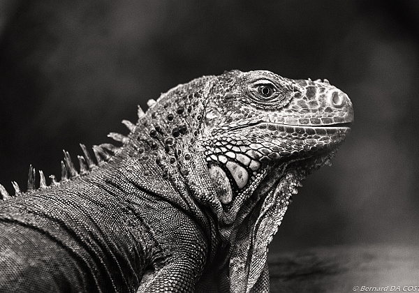 Zoo de Beauval 2017