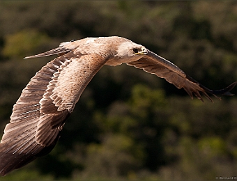 IMG_0587-MB-900-Zoo-Barben