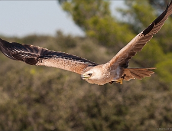 IMG_0607-MB-900-Zoo-Barben