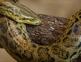 IMG_0755-MB-900-Zoo-de-la-B