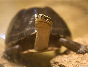 IMG_0778-1b-MB-900-Zoo-de-l