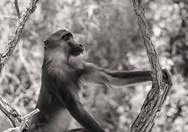 Zoo de la Palmyre 2018