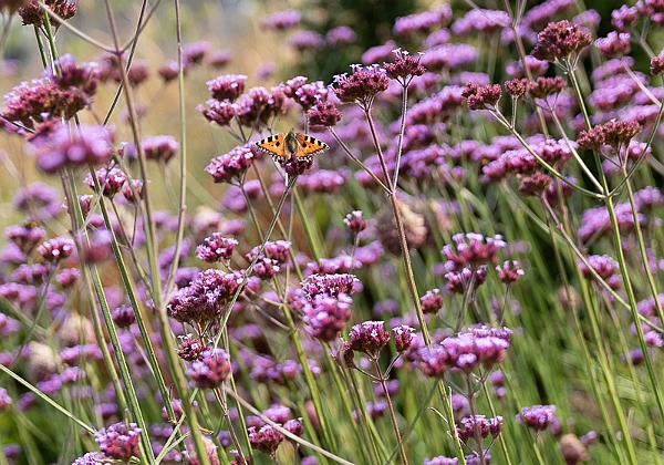 Jardin de Kerfouler