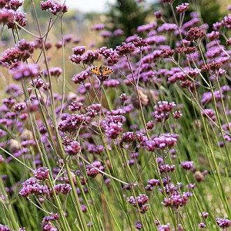 Jardin de Kerfouler