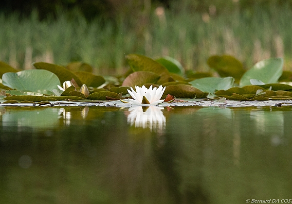 Nature Magny-le-Hongre