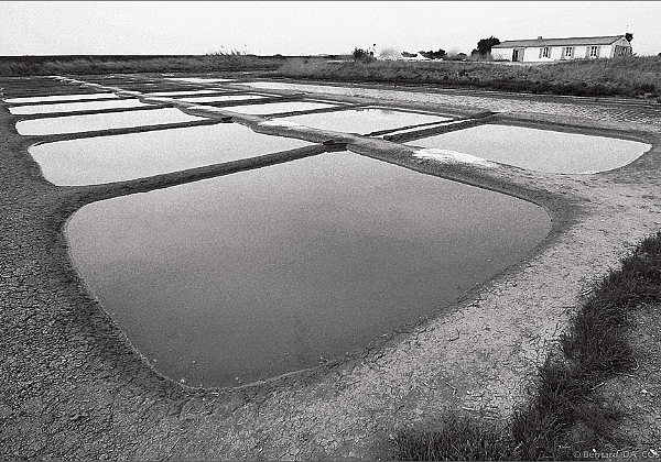 Mare salant - Ile de Re